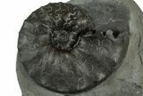 Triassic Ammonite (Ceratites sublaevigatus) Fossil - Germany #319184-1